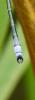 Lestes dryas